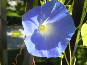blue morning glories bring happiness!