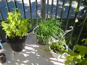 tomatoes (far left), basil, chives, peppermint